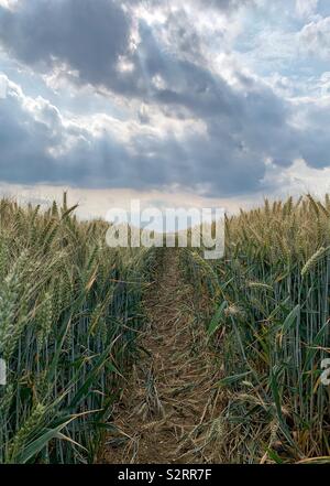 Ein Blick auf einen Weg durch ein Feld von halb reife Gerste. Atmosphärische Himmel mit grauen Wolken und Sonnenstrahlen. Stockfoto