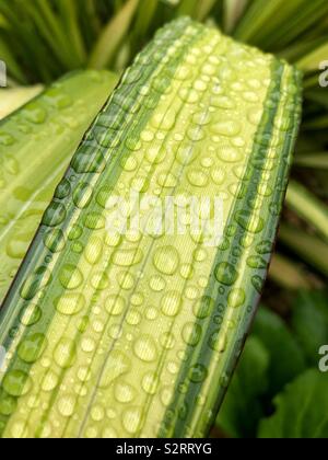 Closeup Details einer phormium "Gelbe Welle" Anlage mit Regentropfen auf dem Blatt. Stockfoto