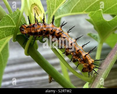 Golf fritillary Caterpillar auf einer passionsblume Anlage Stockfoto