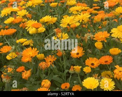 Große Gruppe von Calendula oder Pot marigold Blüte im Sommer im Garten. Diese jährliche ist einfach zu wachsen. Stockfoto