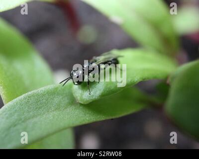 Die Vorwegnahme einer Rote-bete-Mahlzeit Stockfoto