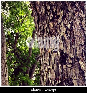 In der Nähe der Rinde eines Mahagonibaum gegen die Zweige von einem anderen Baum. Stockfoto