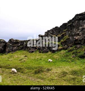 Schafe, Island. (In Thingvellir, ein Nationalpark, der sich in der Gemeinde von Bláskógabyggð im Südwesten von Island entfernt) Stockfoto