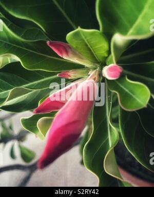 Desert Rose Knospen in den Morgen. Stockfoto