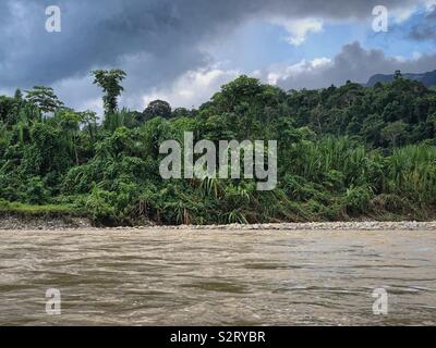 Dichte Vegetation der Amazonas Regenwald von den Madre de Dios Fluß in den Manu Nationalpark, Peru Perú Manú Stockfoto