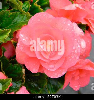 Begonia mit Regentropfen Stockfoto