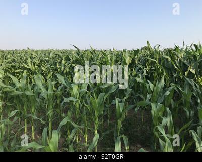 Grün - Zea Mays mais Feld Stockfoto