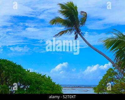 Eine Kokospalme auf einer kleinen Insel im Südpazifik oder Motu in der Blue Lagoon, Rangiroa Atoll, Tuamotus Inseln (Tuamotu Archipel), Französisch Polynesien. Stockfoto