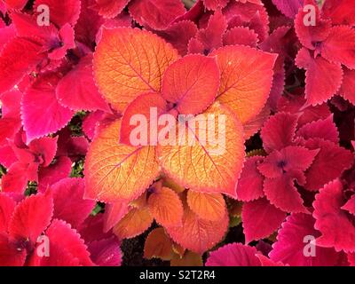 Coleus Anlage mit hellen Laub in pink orange und gelb Stockfoto