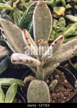 Schöner Garten mit vielen grünen Sukkulenten und Lämmer wolle Anlage. Stockfoto