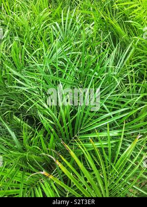 Garten voller Grün und gesunde Oak, Phoenix roebelenii Pflanzen mit schönen langen und schlanken Blättern. Stockfoto