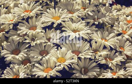 Ochsen-Auge-Gänseblümchen Stockfoto