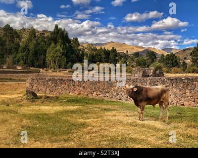 Die modemfunktion Stier in einem Feld neben einer Steinmauer auf Raqch' ich Raqchi Inka archäologische Stätte, Peru Peru. Stockfoto