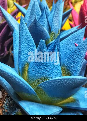 Schöne sukkulente Pflanze mit Blättern aus bemalten blauen hängen in einem Garten. Stockfoto