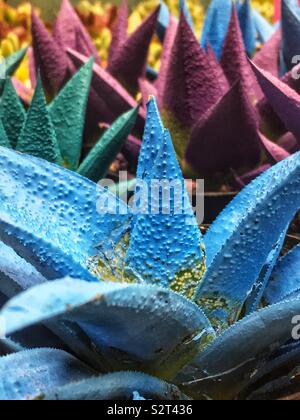 Schöne sukkulente Pflanze mit Blättern aus bemalten blauen hängen in einem Garten. Stockfoto