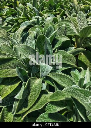 Feld voll von schönen grünen Reifen Stachys byzantina, Ohr pflanzen Lambs wächst in der Sonne. Stockfoto