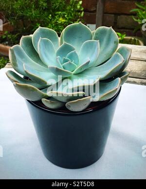 Echeveria in einem schwarzen Blumentopf sitzen auf einem Tisch im Freien. Stockfoto