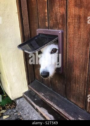 Lurcher Hund suchen durch eine Katzenklappe Stockfoto