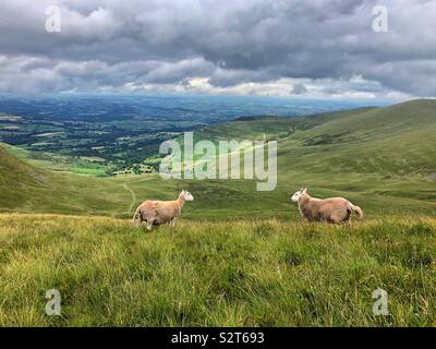 Zwei Schafe auf einem Hügel in die Brecon Beacons mit Blick auf ein Tal hinter Ihnen. Stockfoto