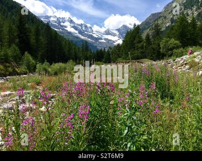 Valnontay im Nationalpark Gran Paradiso, Cogne, Aostatal, Italien. Stockfoto