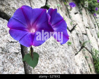 Lila Morning Glories wachsen auf einer Steinmauer. Stockfoto