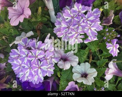 Sortiment lila Blüten einschließlich gestreifte Hortensien und ziemlich Petunien. Stockfoto