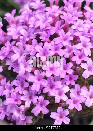 Kleine lila Eisenkraut Blumen in voller Blüte. Stockfoto