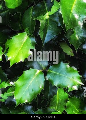 Stechpalme (Ilex aquifolium) Stockfoto
