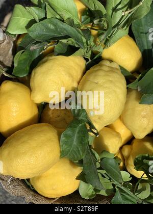 Frische Zitrone Früchte von Sorrento, Kampanien, Italien Stockfoto