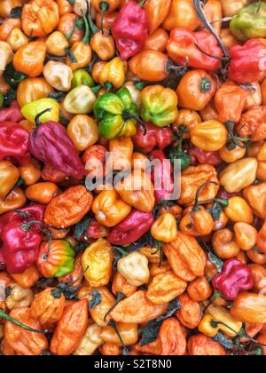 Auswahl an frischen bunten Reif, heiß und würzig habanero Paprika. Stockfoto