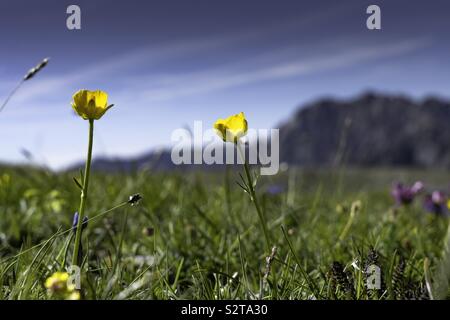 Blumen in den Berg Stockfoto