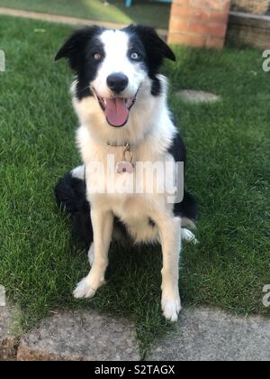 Border Collie mit Heterochromia Stockfoto