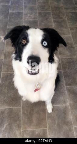 Border Collie mit Heterochromia des Auges Stockfoto