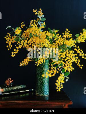 Queensland Silber Wattle Stockfoto