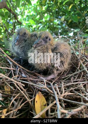 Junge Baby Tauben, flügge, auf nest Nahaufnahme von zwei Vögel. Stockfoto