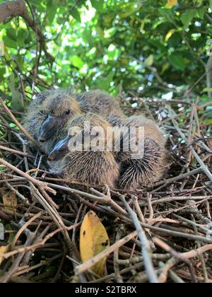 Junge Baby Tauben, flügge, auf nest Nahaufnahme von zwei Vögel. Stockfoto