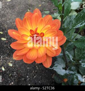 Orange Dahlie Blume blühen im Sommer Garten Stockfoto
