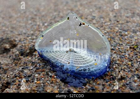 Velella an der Küste von Oregon Stockfoto