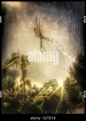 Argiope lobata Spinne im Weinberg, Katalonien, Spanien. Stockfoto