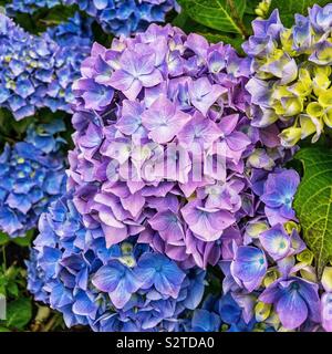 Rosa und Blaue Hortensie Blumen. Stockfoto