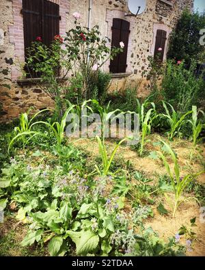 Gemüsegarten im französischen Landschaft mit alten Haus aus Stein im Hintergrund Stockfoto