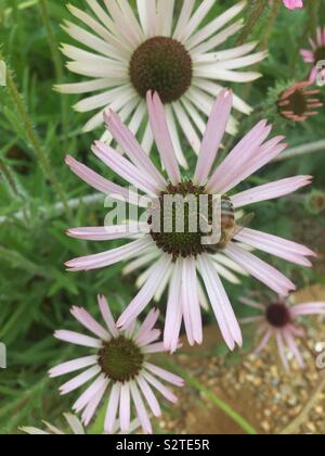 Biene auf Blüte Stockfoto