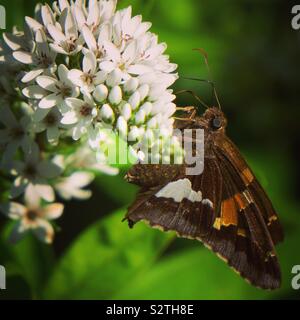 Silber getupft Skipper auf Schwanenhals Felberich, Wayne County, Pennsylvania Stockfoto