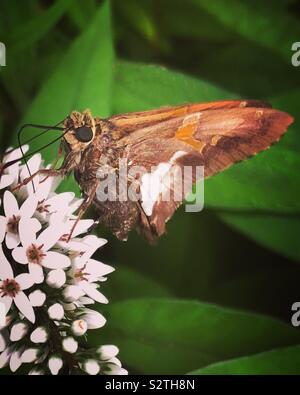 Silber getupft Skipper auf Schwanenhals Felberich, Wayne County, Pennsylvania Stockfoto