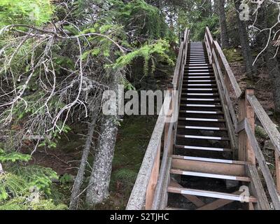 Lange Treppe, durch den Wald führt. Stockfoto