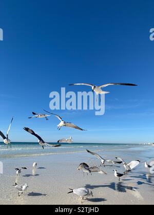 Große Gruppe von Möwen am Strand an Bord und auf den Sand mit blauer Himmel Stockfoto