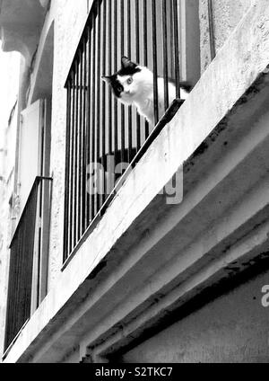 Peekaboo! Schwarze und weiße Katze auf dem Balkon Stockfoto