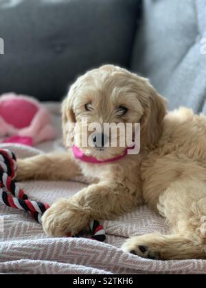 Cockapoo Welpe Stockfoto