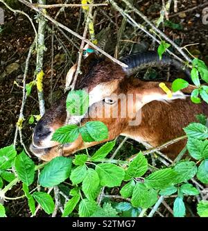 Straße ziegen Bristol Stockfoto