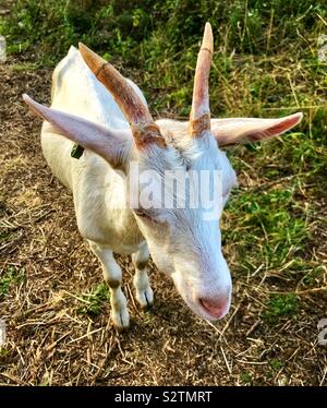 Straße ziegen Bristol Stockfoto